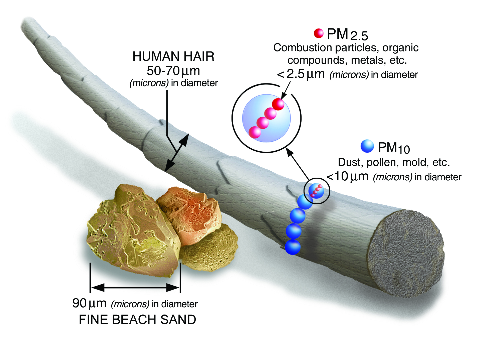 Toxicity of Particulate Matter (PM) - Ioannis Zabetakis